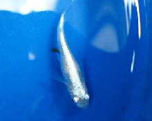 JKめだか協会認定種 煌彩白系