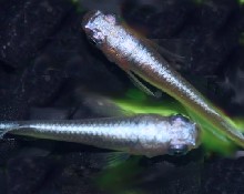 JKめだか協会認定種 煌彩青系