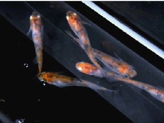 JKめだか協会認定種 更紗3色