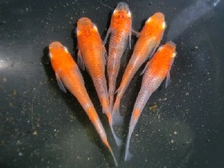 JKめだか協会認定種 更紗2色